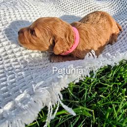 Petunia - Red  female Goldendoodle puppy in Red Oak, Iowa from Fisher Pups-Stay Golden with a Doodle
