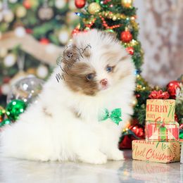 AKC Ares - Chocolate merle male Pomeranian puppy in Sacramento, California from My Precious Poms