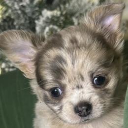 Marbles - Merle male Chihuahua puppy in Northboro, Iowa from So Sweet Chihuahuas