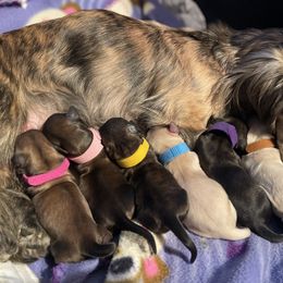 Dachshund Puppies from Temple’s Doxies
