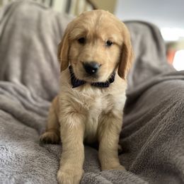 Boy 5 - Golden Retriever puppy in Battle Creek, Michigan from Brown Family Goldens