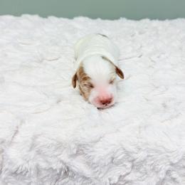 Alfie - Caramel red male Australian Labradoodle puppy in Springfield, Ohio from Dawson & Daryn's Royal Companions