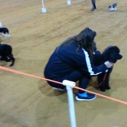 Poodle Puppies from Figz Poodles
