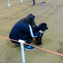 Poodle Puppies from Figz Poodles