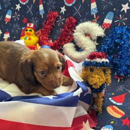 Gage - Dapple male Dachshund puppy in Staley, North Carolina from Langley Farms Dachshunds