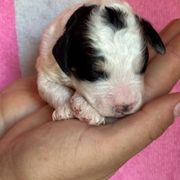 Girl 1 - Black and white female Bernedoodle puppy in Longmont, Colorado from Colorado Miniature Bernedoodle Puppies