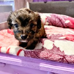 Tiberius Caesar - Tan male Yorkipoo puppy in Jersey City, New Jersey from Tuts Pups Cafe