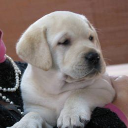 Labrador Retriever Puppies from Beach Bum Labradors