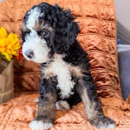 Almond - Tri-color male Bernedoodle puppy in Garden Grove, California from Sunkissed Doodles