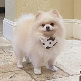 Floki - Pomeranian