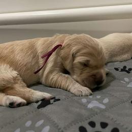 Ms. Pink (Princess Belle) - Golden female Golden Retriever puppy in Umatilla, Florida from AT Marvelous Kennels
