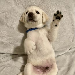 Labrador Retriever Puppies from Moca's Labrador's