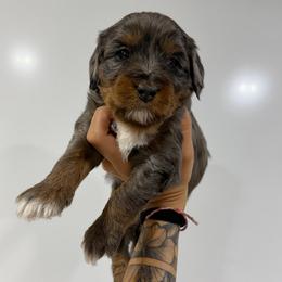 Rayna - Blue merle female Bernedoodle puppy in Horseshoe Bend, Idaho from Over the Moon Poodles and Doodles