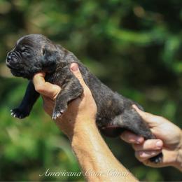 Magnus - Black brindle male Cane Corso puppy in Cable, Ohio from Americana Cane Corso