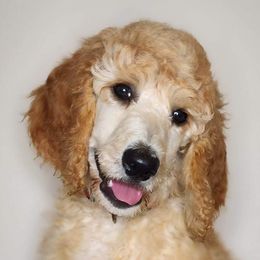 Girl 2 - Apricot Poodle puppy in Wildwood, Florida from Carolyn's Service Poodles