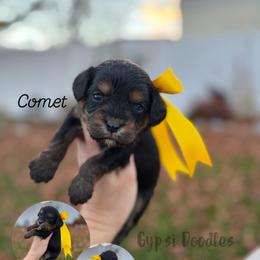 Bernedoodle, Cavalier King Charles Spaniel, Cavapoo, Goldendoodle, and Poodle Puppies from Gypsi Doodles & Poodles LLC.