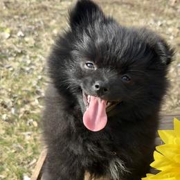 Pomeranian and Pomsky Puppies from Stacey Venable