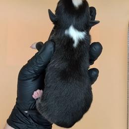 Jasmine3Boy6- BTM,LONG Tail, blue eyes likely, CHIC-OFA-DNA-AKC Titled Parents - Black tri-color male Australian Shepherd puppy in South Hill, Virginia from Silverside Aussies LLC