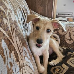 Male 1 - Merle male Xoloitzcuintli puppy in Augusta, Georgia from Faulkner Pups