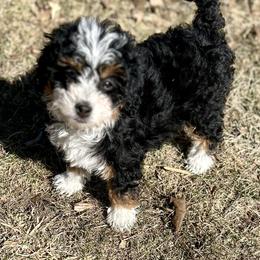 Sophia - Tri-color female Bernedoodle puppy in Lincoln, Nebraska from GRand Doodles