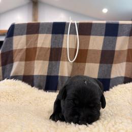 White - Black female Labrador Retriever puppy in Middleton, New Hampshire from Tag Hollow
