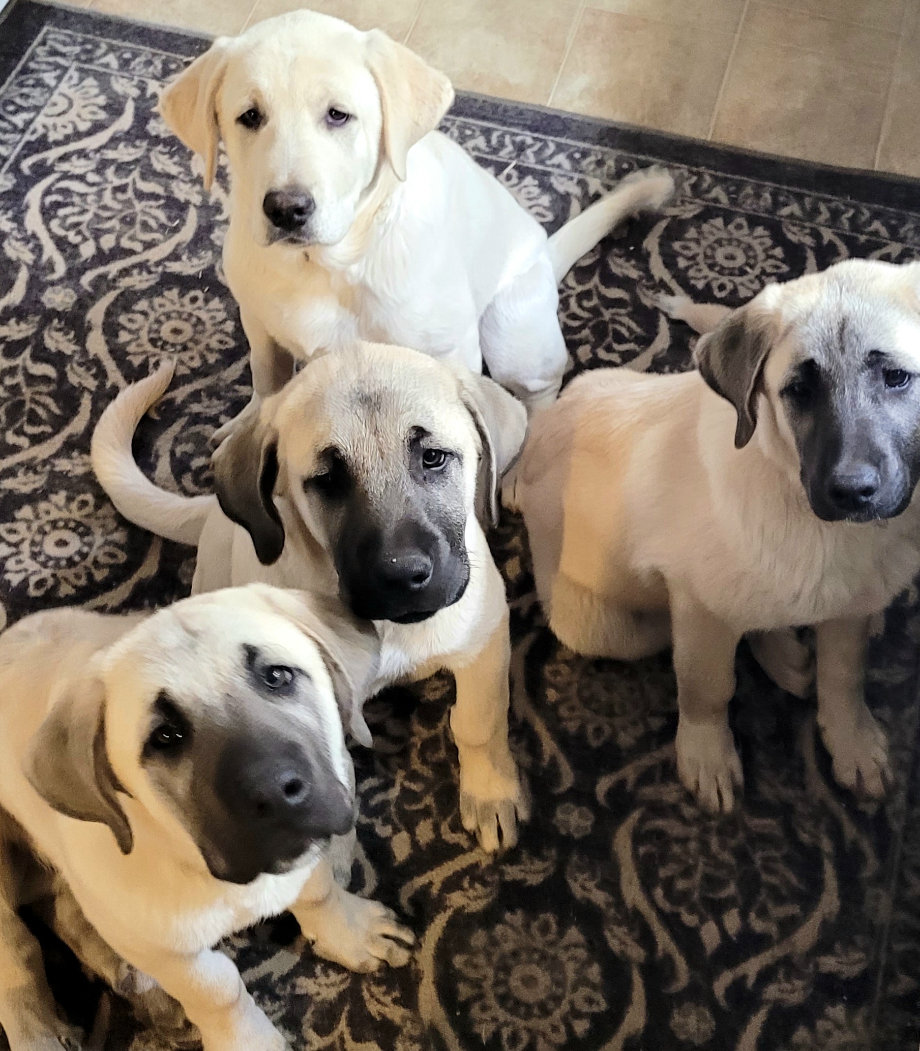 Boy 3 - Anatolian Shepherd Dog puppy in Duffield, Virginia from Ezka Miras Farms