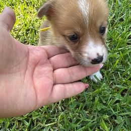 Mango (AKC) - Red female Pembroke Welsh Corgi puppy in Loma Linda, California from Osorio’s Corgis