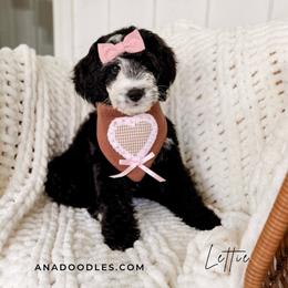 Lettie - Merle female Bernedoodle puppy in Cold Spring, Minnesota from A.N.A. Doodles