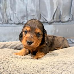 Eliza - Black and tan female Dachshund puppy in Anderson, Alabama from Pasek Kennels