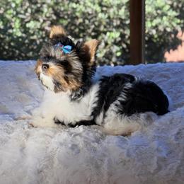 Pebbles -AKC - Black tan and white female Biewer Terrier puppy in Douglas, Georgia from Heartland small breeds