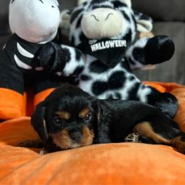 Poppi AKC - Black and tan female Cavalier King Charles Spaniel puppy in Fairmount, Indiana from Dream Maker Cavaliers