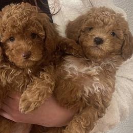 Poodles from Oso’s Red Toy, Mini, & Standard Poodles