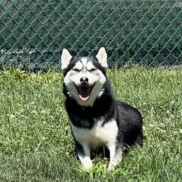 Rain - Pomsky