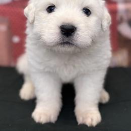 Great Pyrenees Puppies from Outlaw Acres Farm & Kennels