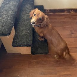 Cider - Dachshund