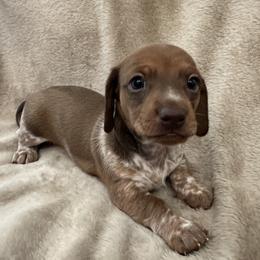 Merle - Piebald male Dachshund puppy in Greenback, Tennessee from Low Rider Litters