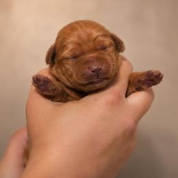 Pink Collar - Yellow female Labrador Retriever puppy in Madison, Wisconsin from Meritrust Labradors