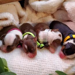 Miniature Australian Shepherd Puppies from Barnyard Mini Aussies