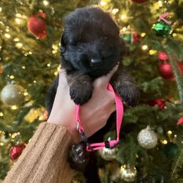 Gemma - Black and red female German Shepherd puppy in Canton, Texas from WILDWOOD GERMAN SHEPHERDS