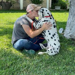 Dalmatian All Grown Up from Gateway Farm Dalmatians