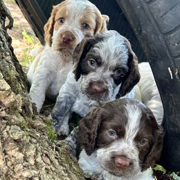 Cocker Spaniel puppies from Jamie’s Sweet Spaniels