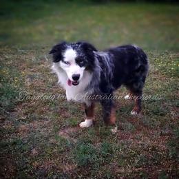 Dozer - Blue merle male Miniature Australian Shepherd puppy in Muskogee, Oklahoma from Tagalong Lane Australian shepherds