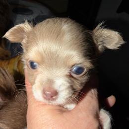 Chase (lavender) runt - Blue and white male Chihuahua puppy in Seneca, Missouri from Stephanie’s Puppy Colony