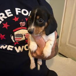 Boy 2 - Black and tan male Dachshund puppy in Paisley, Florida from Pantheon Dachshunds