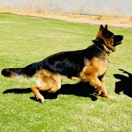 Envy - German Shepherd