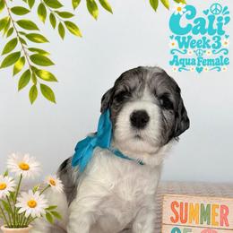 Cali - Merle female Goldendoodle puppy in Frostproof, Florida from Lover Dover Doodles