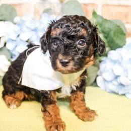 Dexter - Black male Poodle puppy in Hugo, Oklahoma from Ann R.