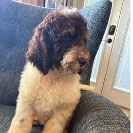 Boy 3 - Brown and white male Bernedoodle puppy in Arabi, Georgia from Huckadoodle Farm
