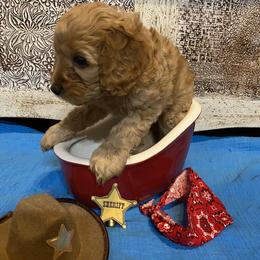 Cockapoo Puppies from Country J Canines