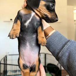 Dachshund Puppies from Adorable Doxxies